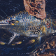Fishes, 21 x 39 cm, Aquarellfarbe, Papier, 1994